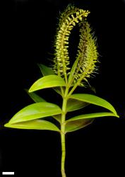 Veronica stricta var. lata. Sprig. Scale = 10 mm.
 Image: M.J. Bayly & A.V. Kellow © Te Papa CC-BY-NC 3.0 NZ